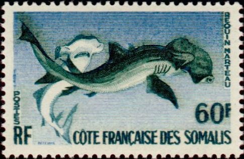 Smooth Hammerhead (Sphyrna zygaena)