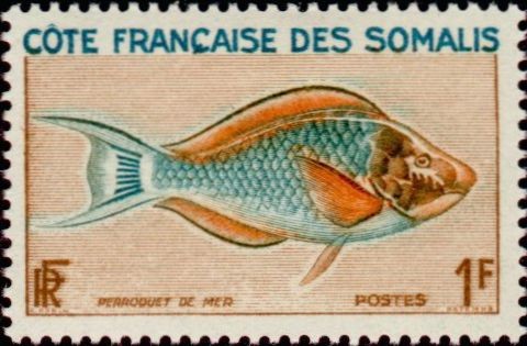 The Parrotfish