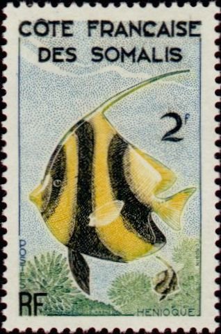 The Parrotfish