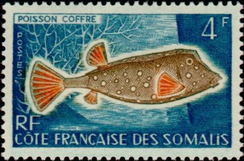 Yellow Boxfish (Ostracion cubicum)