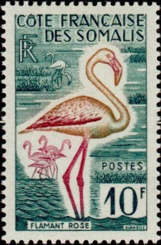 The Greater Flamingo