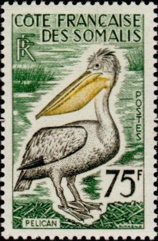 The Pink-backed Pelican