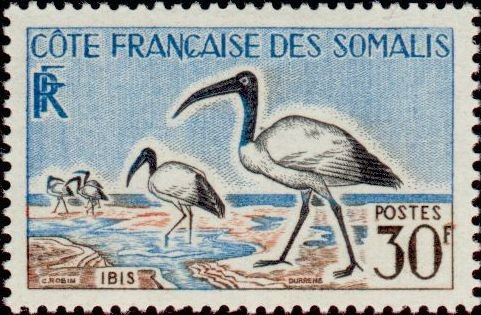 The Sacred Ibis