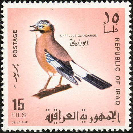 Eurasian Jay (Garrulus glandarius)