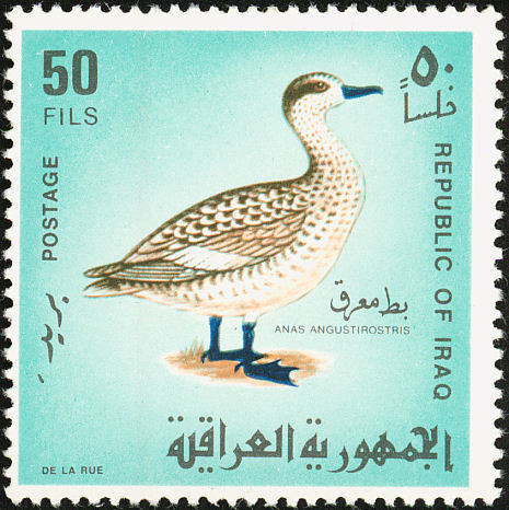 Marbled Duck (Marmaronetta angustirostris)