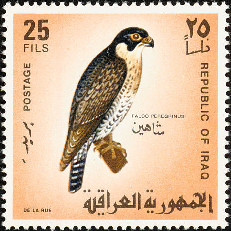 Peregrine Falcon (Falco peregrinus)