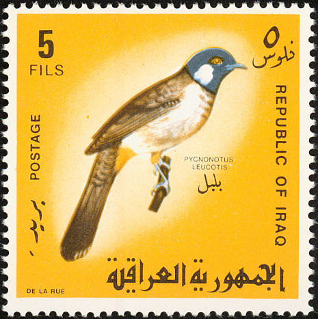 White-eared Bulbul (Pycnonotus leucotis)