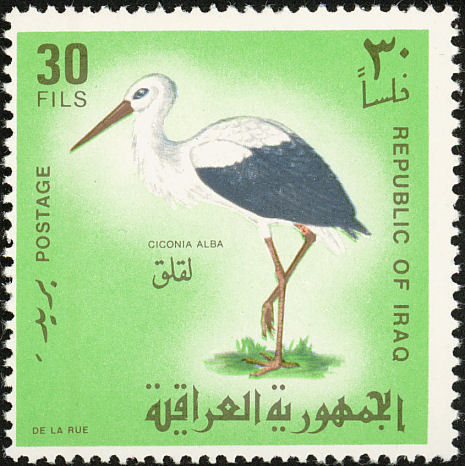 White Stork (Ciconia ciconia)