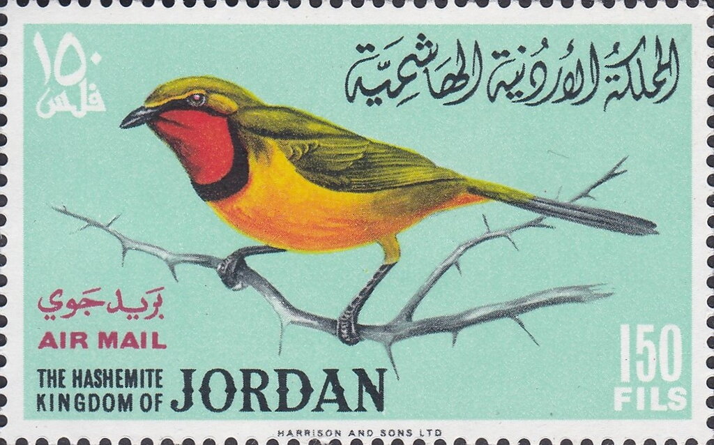 Four-coloured Bushshrike (Telophorus viridis)