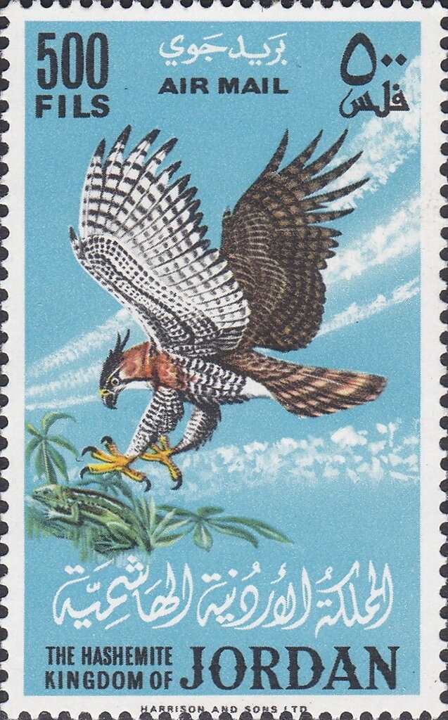 Osprey (Pandion haliaetus)