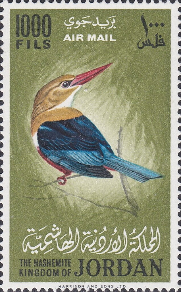 Stork-billed Kingfisher (Pelargopsis capensis)