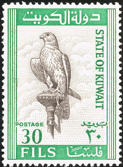 Saker Falcon (Falco cherrug) - 30 fils