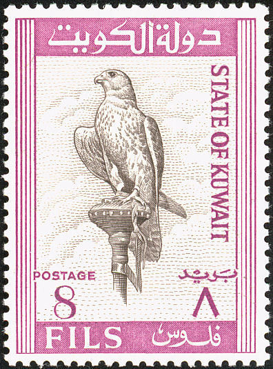 Saker Falcon (Falco cherrug) - 8 fils