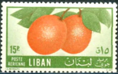 Citrus cultivation - 15 piastre