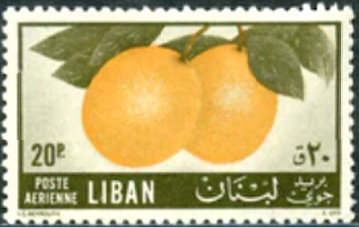Citrus cultivation - 20 piastre