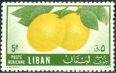 Citrus cultivation - 5 piastre
