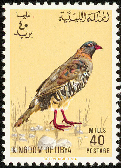 Barbary Partridge (Alectoris barbara)