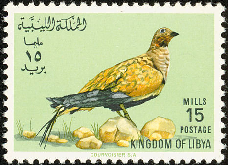 Black-bellied Sandgrouse (Pterocles orientalis)