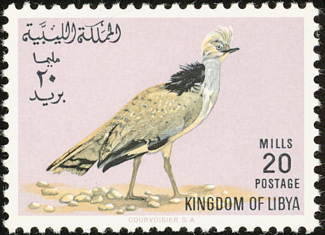 Houbara Bustard (Chlamydotis undulata)