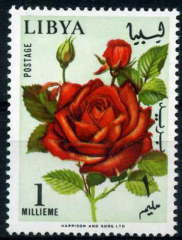 Rose (Rosa hybrida)