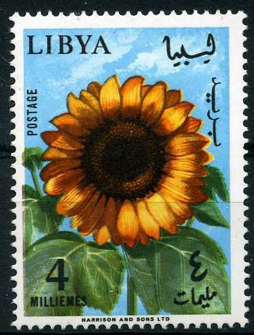 Sunflower (Helianthus annuus)