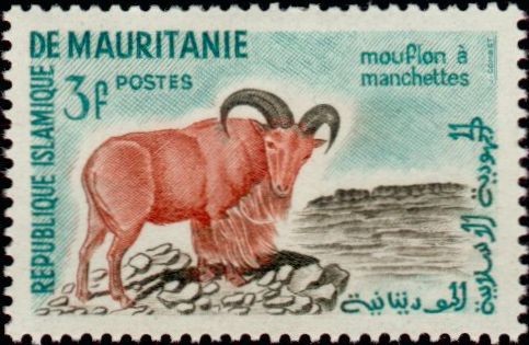 Barbary Sheep