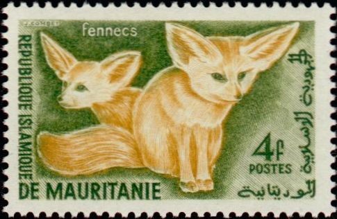 Fennec Foxes