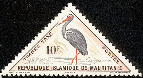 Black Stork (Ciconia nigra)