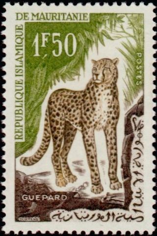 Cheetah