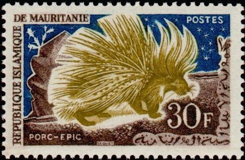 Crested Porcupine