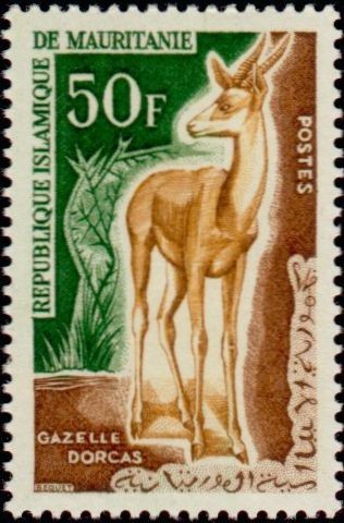 Dorcas Gazelle