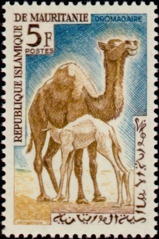 Dromedary
