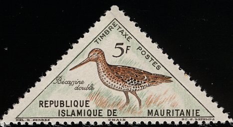 Great Snipe (Gallinago media)