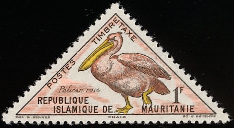 Great White Pelican