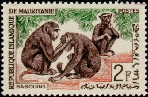 Guinea Baboons
