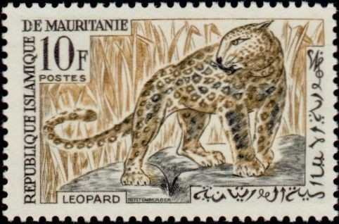 Leopard