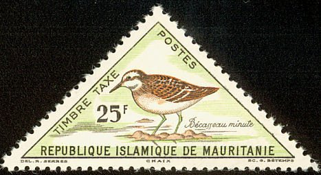 Little Stint (Calidris minuta)
