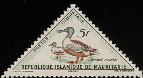 Northern Shoveler (Anas clypeata)