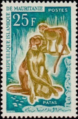 Patas Monkeys
