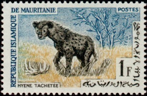 Spotted Hyena
