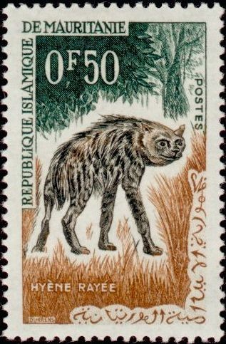 Striped Hyena