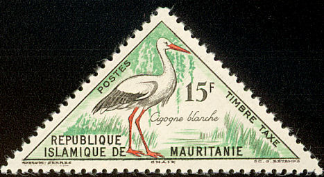 White Stork (Ciconia ciconia)
