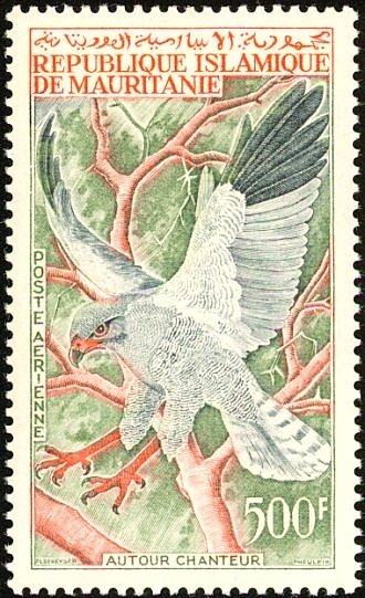 Dark Chanting-goshawk (Melierax metabates)