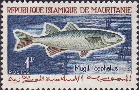 Flathead Grey Mullet (Mugil cephalus)