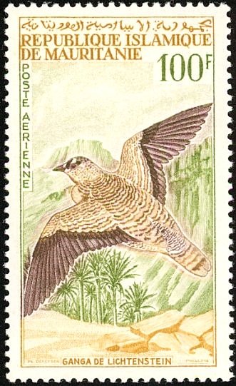 Lichtenstein's Sandgrouse (Pterocles lichtensteinii)