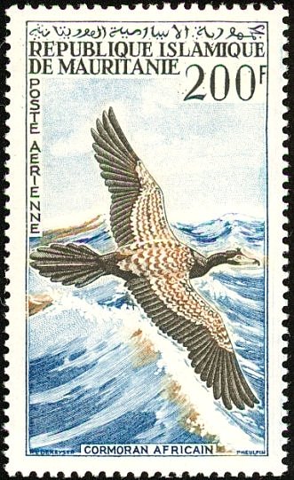 Reed Cormorant (Microcarbo africanus)