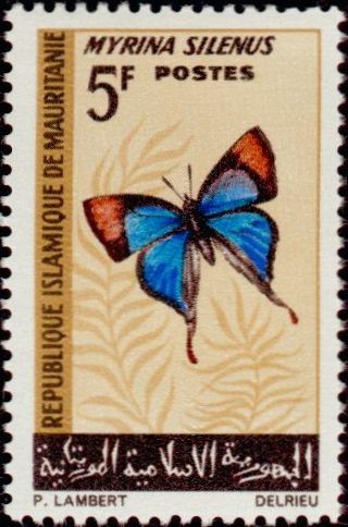 Common Figtree Blue (Myrina silenus)