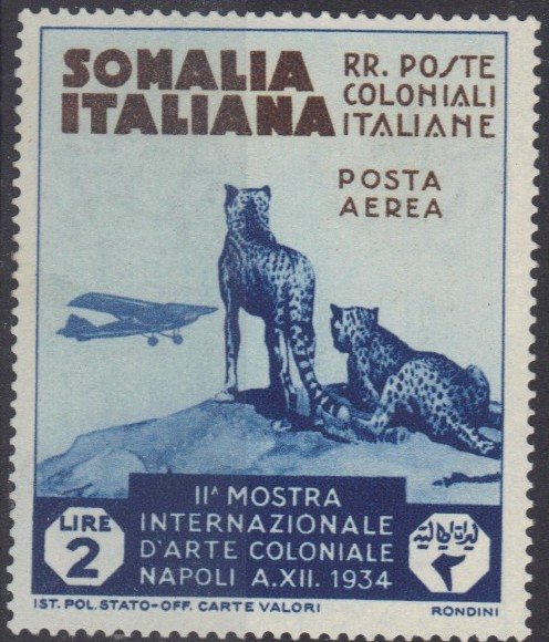 Cheetahs Watching an Airmail Plane - 2 Lira