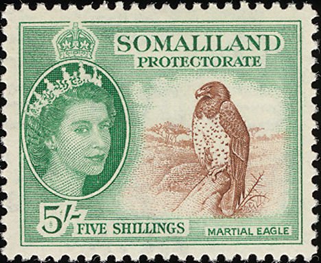 Martial Eagle (Polemaetus bellicosus) - 5 shilling