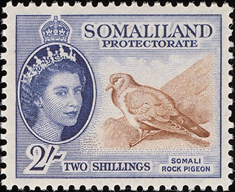 Somali Pigeon (Columba oliviae) - 2 shilling
